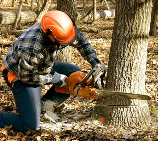 Tree Removal in Fountain, MI